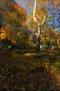 Trees in autumn