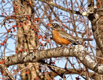 Low angle view of bird perching on tree trunk