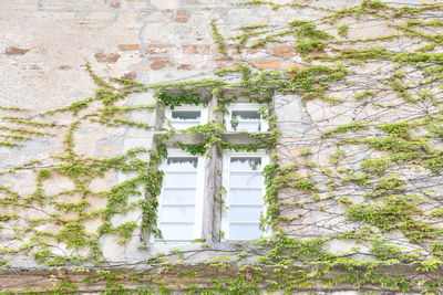 Low angle view of ivy growing on wall of building