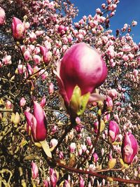 Close-up of pink flowering plant