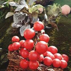 Close-up of tomatoes growing on plant