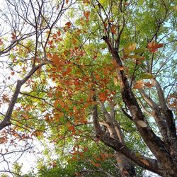 Low angle view of trees in forest during autumn