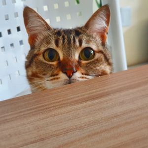 Close-up portrait of a cat
