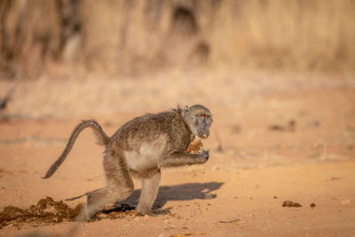 Side view of a monkey on the land