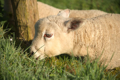 View of a sheep on field
