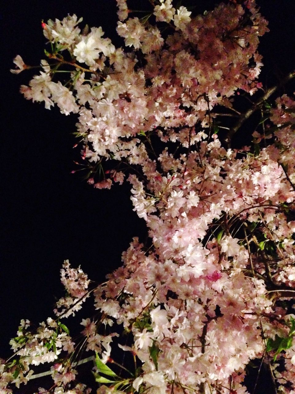 flower, branch, growth, tree, freshness, fragility, low angle view, beauty in nature, blossom, cherry blossom, nature, cherry tree, in bloom, blooming, springtime, petal, pink color, botany, twig, night