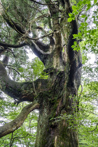 Low angle view of tree in forest