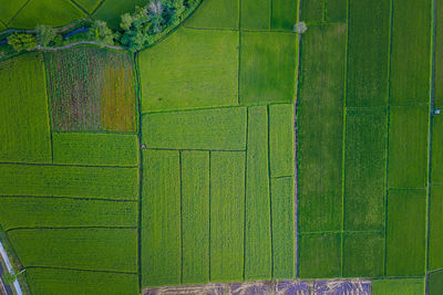 Aerial view of agricultural field