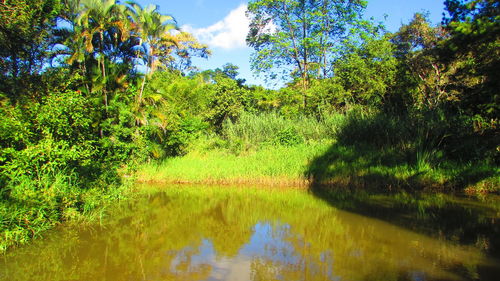 Reflection of trees in water