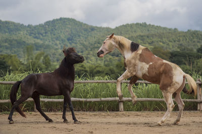 Horses in the field