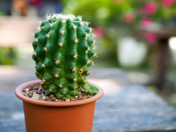 Close-up of cactus plant