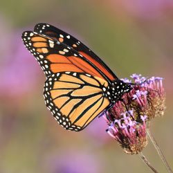 Close-up of butterfly pollinating on purple flower