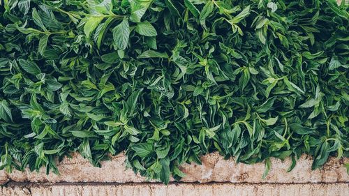 High angle view of ivy growing on field