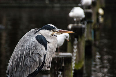 Close-up of gray heron perching on outdoors