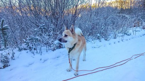 Dog on snow field during winter