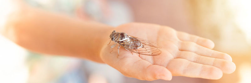 Kid hand holding cicada cicadidae a black large flying chirping insect or bug or beetle