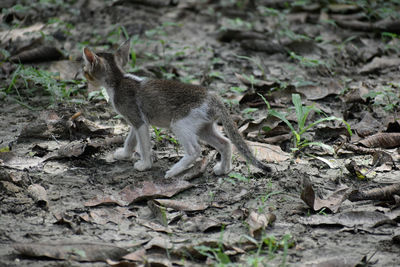 Squirrel standing on field