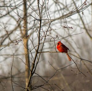 Northern cardinal perching on tree