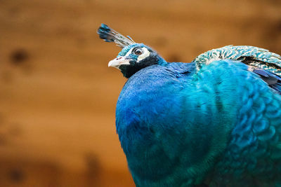 Close-up of a peacock