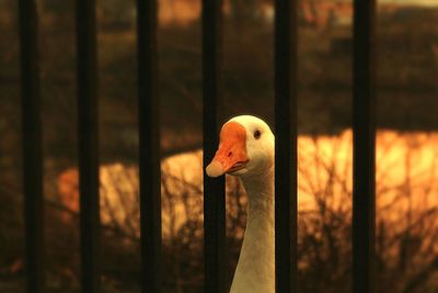 Close-up of swan against blurred background