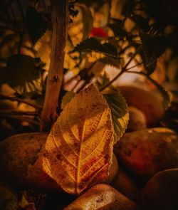 Close-up of dry leaves on tree during autumn