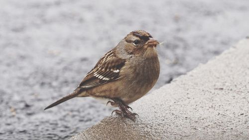 Close-up of bird perching outdoors