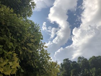 Low angle view of trees against sky