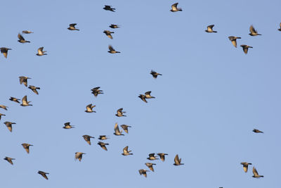 Low angle view of birds flying in the sky