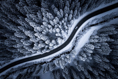 Road amidst snow covered trees