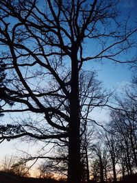 Low angle view of silhouette bare trees against sky