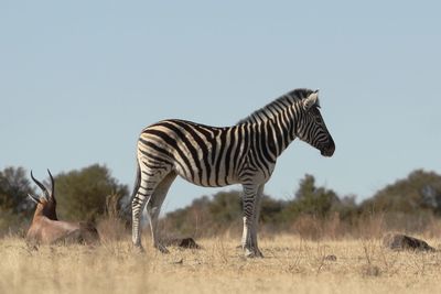 Burchell's zebra in african savannah