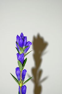 Close-up of purple flower against white background