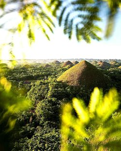 Close-up of tree trunk