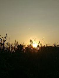 Silhouette plants on field against sky during sunset