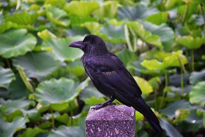 Raven corvus corax bird common beautiful  perched crow traditional japanese garden tokyo japan asia
