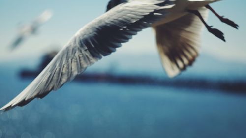 Close-up of eagle flying over sea against sky