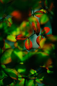 Close-up of berries growing on tree
