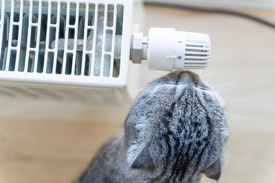 Domestic striped cat sniffs and touches nose to knob for adjusting temperature of heating radiator