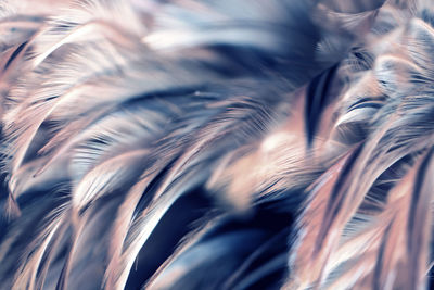 Full frame shot of feather