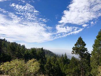 Scenic view of forest against sky