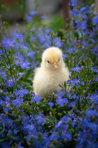 View of a bird on plant