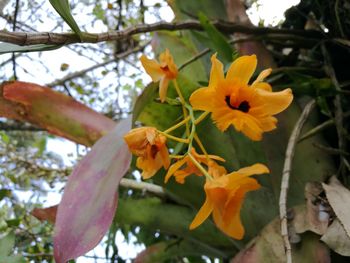 Close-up of fresh yellow flowers blooming in park