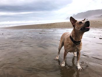 Dog eagerly attentive on sandy beach