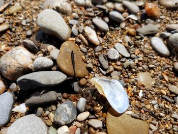 Close-up of shells on stones