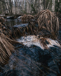 Close-up of dead plant in forest