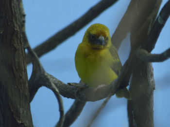 Low angle view of bird perching on tree