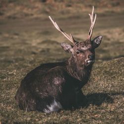 Deer in a field