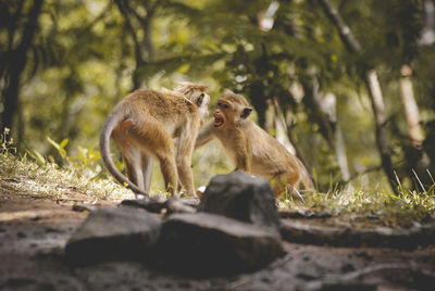 Monkeys in forest