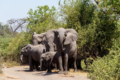 View of elephant in zoo