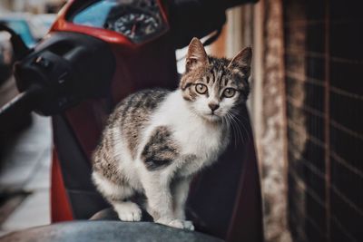 Close-up portrait of a cat